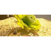 Tonya Cermeno's photo