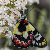 Jenny Jones's photo