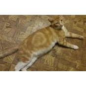 Kevin Tosaki's photo