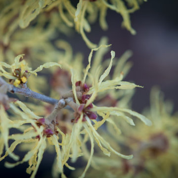 Infuse your garden with late winter blooms and fragrance