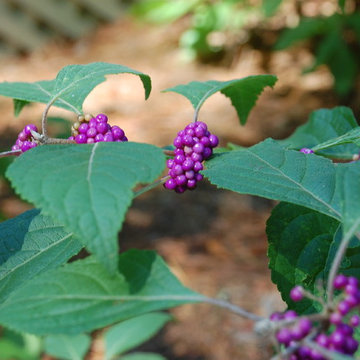 Kiawah Coastal Garden