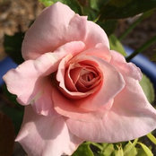 BethC in 8a Forney, TX's photo