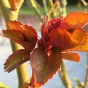 JC Christensen's photo