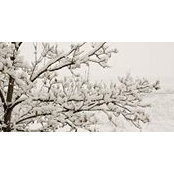Adela Georgescu's photo
