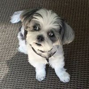 Gina Bivalacqua's photo