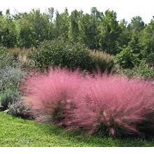 Branning Planting suggestions