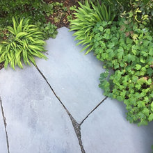 garden plants