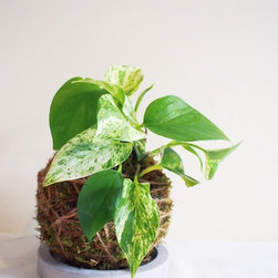 Devils Ivy Kokedaka on Concrete - Products