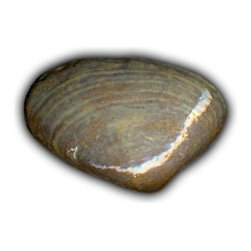 5" Quahog Shell - Tile