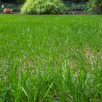 Damascus Lawn LandscapeMakeover in Shade Garden