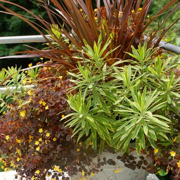 container plantings for summer