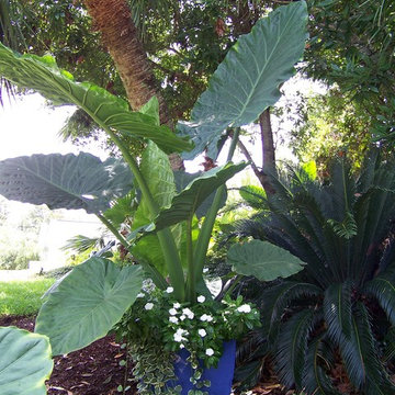 Tropical Backyard Oasis - waterfall and koi pond