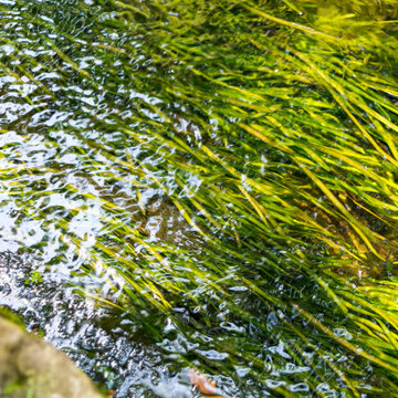 Backyard Koi Pond-James Island