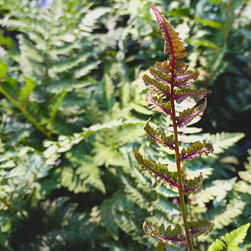 Featured Plants - Products