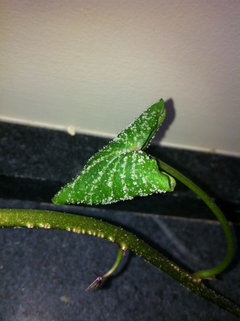 What's on my sweet potato leaf? | Houzz Forum