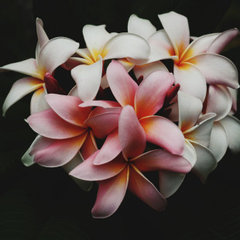Aloha Design