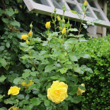 Rosebrook Garden 2017 Garden Tour