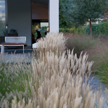 Grasses and a view
