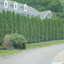 Fences