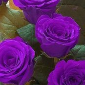 Gina Cannady's photo