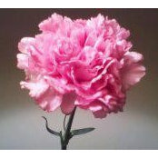 Brookie Dakake's photo