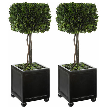 Boxwood Topiaries Satin Black