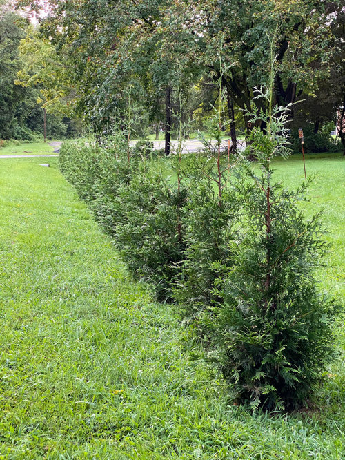Thuja Green Giant. Help to recover from deer attack..