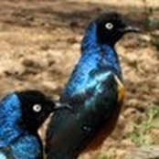 Foto de AJ Shankar