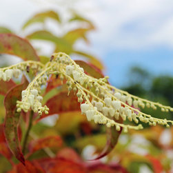 Native Flowering Trees - Products