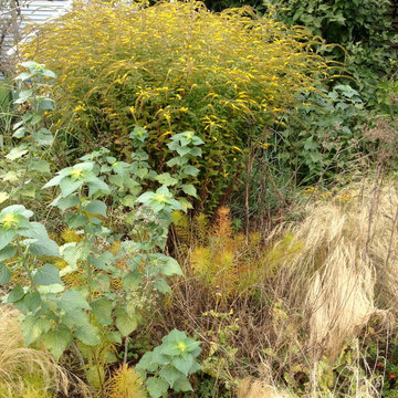 Kitsilano Front Garden