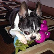 Christine Battista's photo