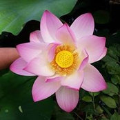 Cyndi Grossman's photo
