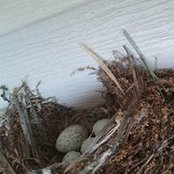 Allison Morton's photo