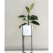 Cecilia Waldoke's photo