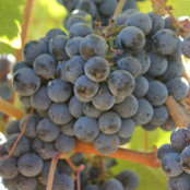 David Adams's photo