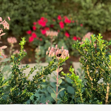 Modern & Drought Tolerant Landscape in Banker's Hill