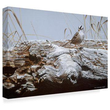 Ron Parker 'White Crowned Sparrow' Canvas Art, 32"x22"