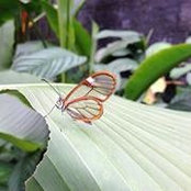 Donna Dieter Frantz's photo