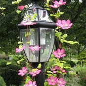 Eileen Dalmati Brown's photo