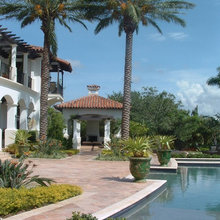 palm trees