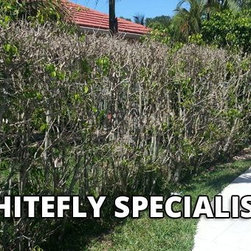 Whitefly Specialists - Outdoor Products