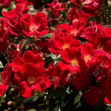 Home Run® Landscape Rose