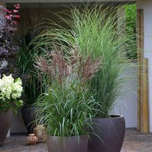Potted plants