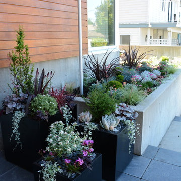 Contemporary Seaside Garden