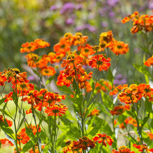 Front House landscaping