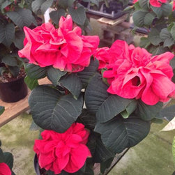 Nursery - Gardening And Lawn Care