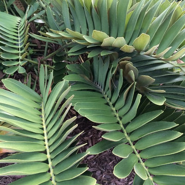 Cardboard Palm