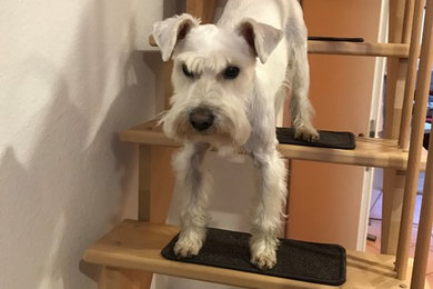 Stufenmatten für Hunde ohne Kleber