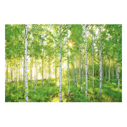 American Wallpaper & Design - Birch Tree Mural Wallpaper - Wall Decals