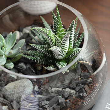 House Plants and Terrariums